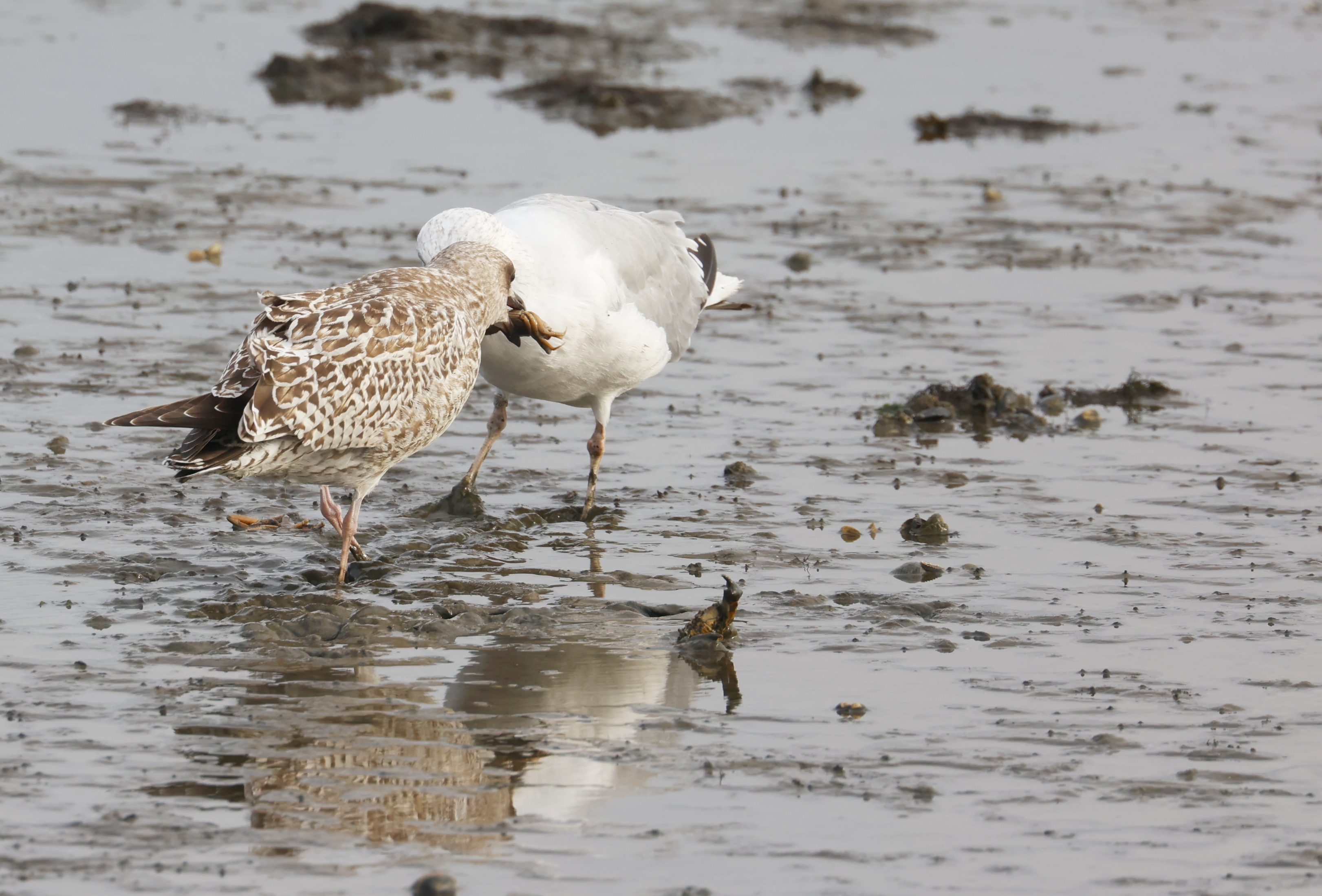 Zilvermeew prooi overdracht (Texel). Foto van Gerda van der Meer.